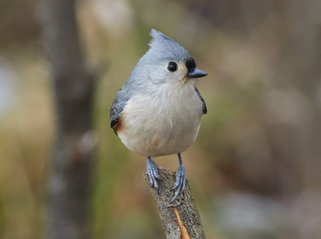 A Tufted Titmouse perched on a branch, framed in the app's viewfinder